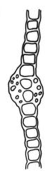 Fissidens  integerrimus, leaf cross-section, region of apical and dorsal laminae. Drawn from J.E. Beever 66-51, AK 200555.
 Image: R.C. Wagstaff © Landcare Research 2014 